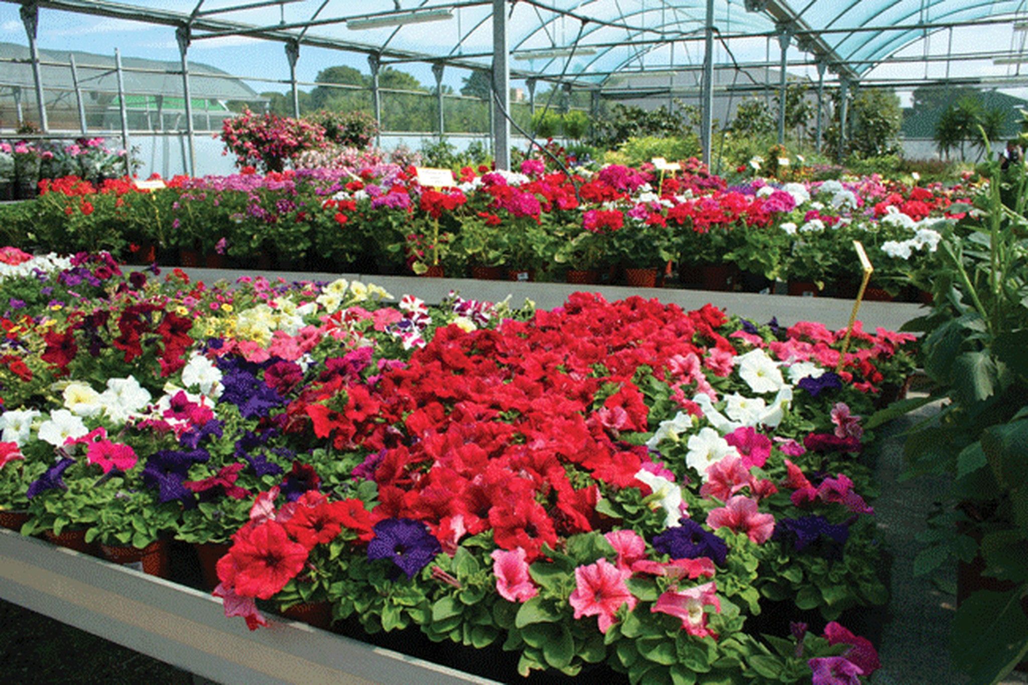 comprar flores online en gardenshop