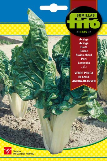 Green Chard Seeds Wide White Pence - Blanver de la marque Fito