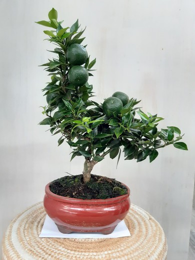 Bonsai Naranjo, Naranjo Moruno, Citrus myrtifolia 9 anos