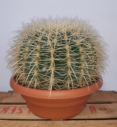 Cactus grusonii o asiento de suegra "Echinocactus grusonii" Ø22cm