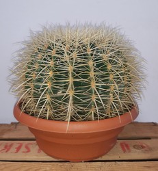 Cactus grusonii o asiento de suegra "Echinocactus grusonii" Ø26cm