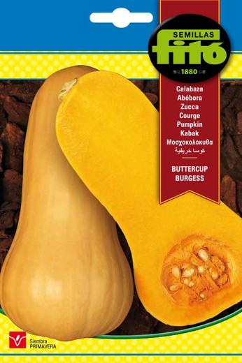 Butternut Squash Seeds da marca Fito