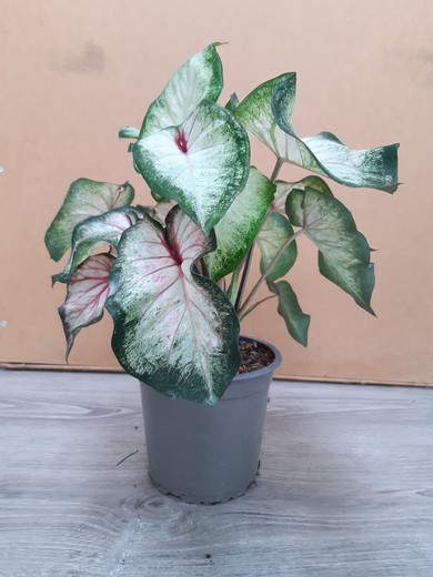 Caladium Ø14cm   altura 30/40cm B/V