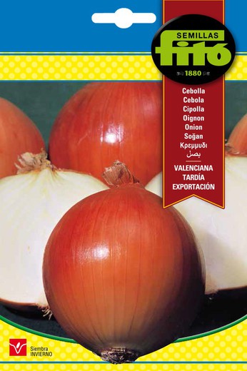 Exportação tardia de sementes de cebola valenciana da marca Fito