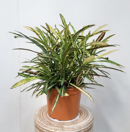 Croton "Codiaeum variegatum “Eleanor Roosevelt” Ø19cm   de 40/45cm de altura