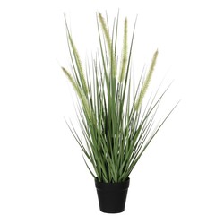 Dogtail herbe violet pvc