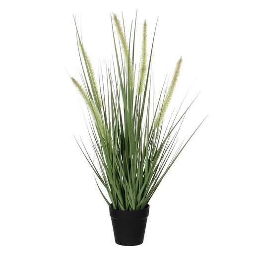 Dogtail herbe violet pvc