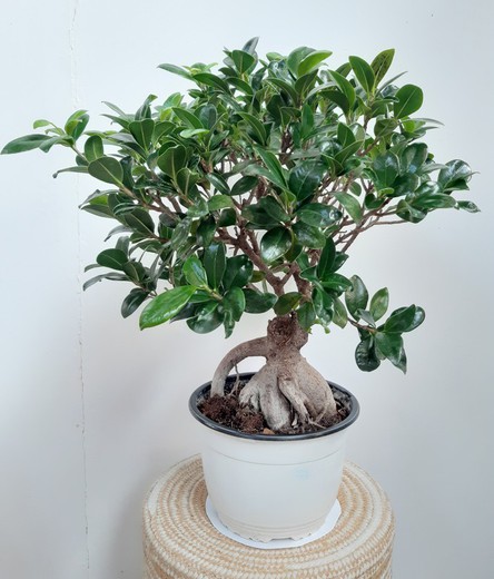 Ficus Ginseng "Ficus microcarpa" Ø19 cm