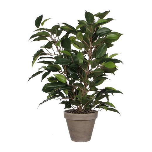 Ficus natasja com vaso d11,5cm - 40x30cm