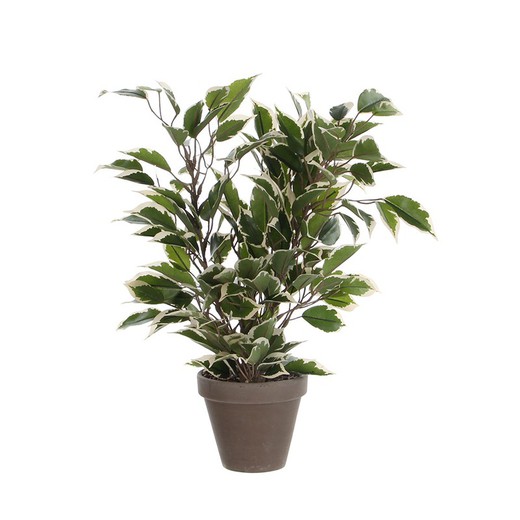 Ficus natasja marmorizado com pote 4x11,5cm