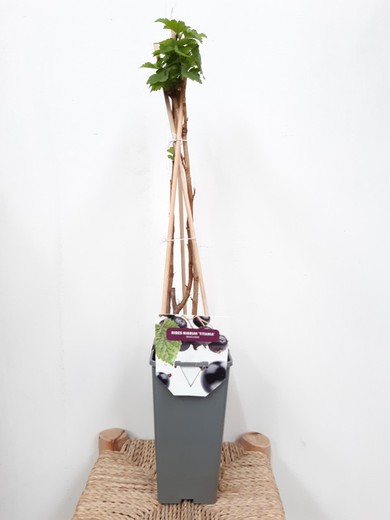 Groselha preta "Ribes nigrum titania" Ø11cm 60 / 65cm de altura
