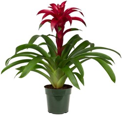 Guzmania coloris varié Ø13cm de hauteur 60/65cm