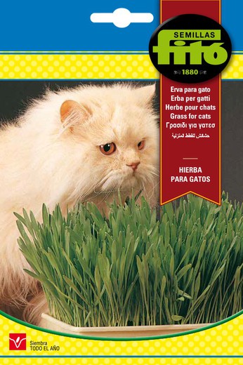 Sementes de grama para gatos da marca Fito