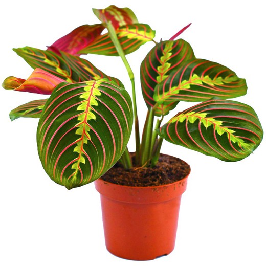 Maranta Tricolor Leuconeura