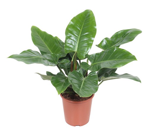 Philodendron Imperial Green, Philodendron Erubescens Ø18cm de 45 a 55cm