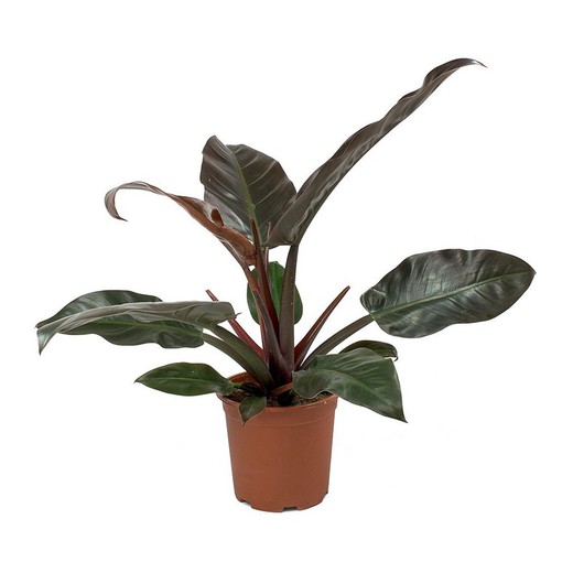 Philodendron Impérial Rouge, Philodendron Erubescens