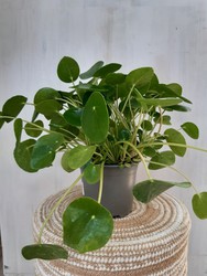 Pilea Peperomioide ou planta monetária chinesa Ø12cm 25cm de altura