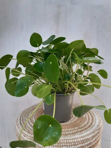 Pilea Peperomioide ou planta monetária chinesa Ø12cm 25cm de altura