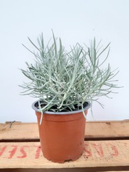 Planta de caril, Helichrysum italicum Ø11cm