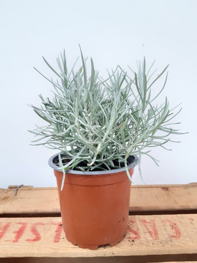 Planta de caril, Helichrysum italicum Ø11cm
