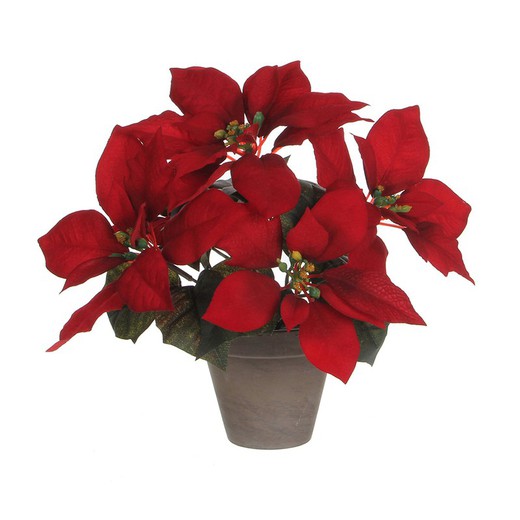 Plante ponsettia rouge en pot gris 27x35cm