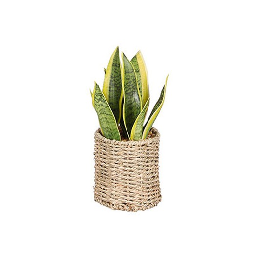 Sansevieria con maceta ø16x30cm