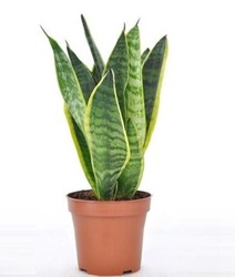 Sansevieria Futura Ø09cm