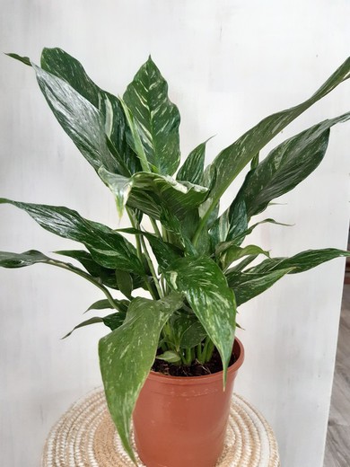 Spathiphyllum Variegata Ø14cm 40 / 45cm de altura