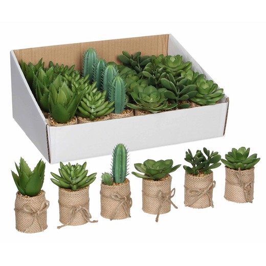 Succulentes en sac modèles assortis prix unitaire