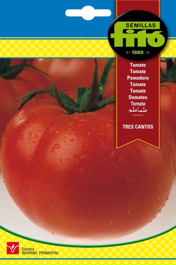Sementes de tomate da marca Tres Cantos Fito