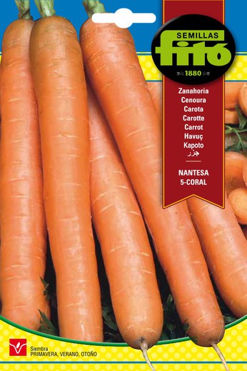 Nantesa Carrot Seeds 5 - Corail de la marque Fito