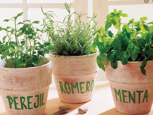 Semillas Aromáticas