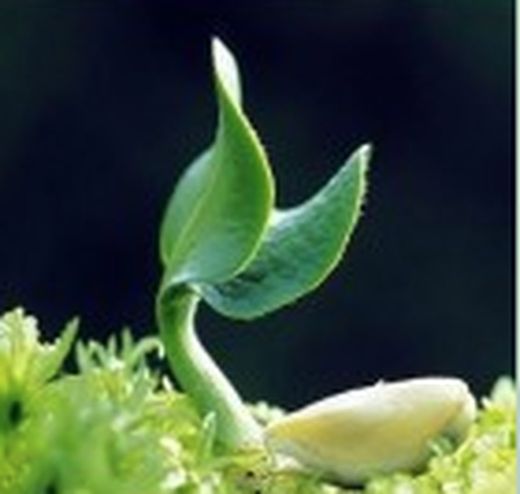 Fertilizantes / Fitossanitários