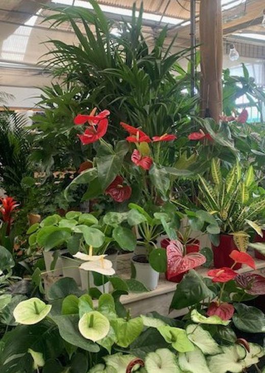 Plante d'appartement