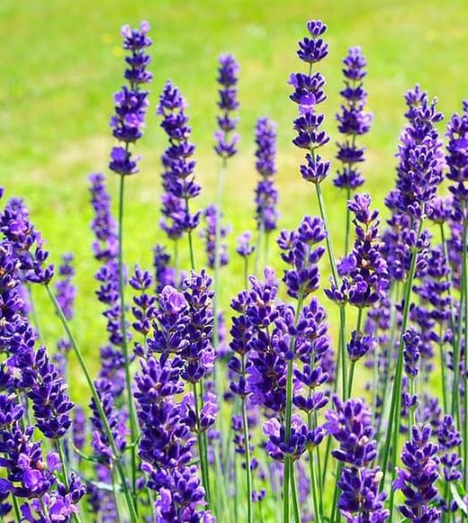 Plantas Aromáticas