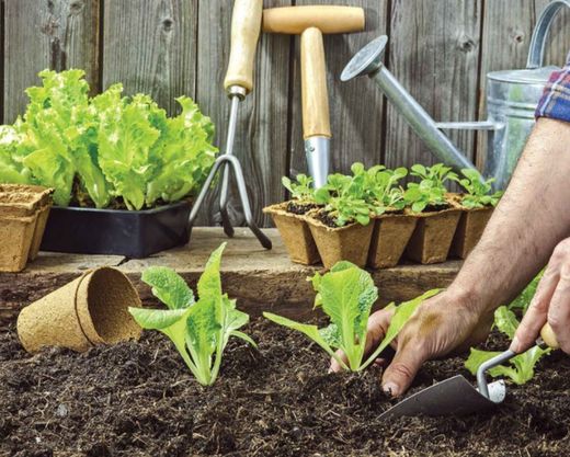 Plantes et potager