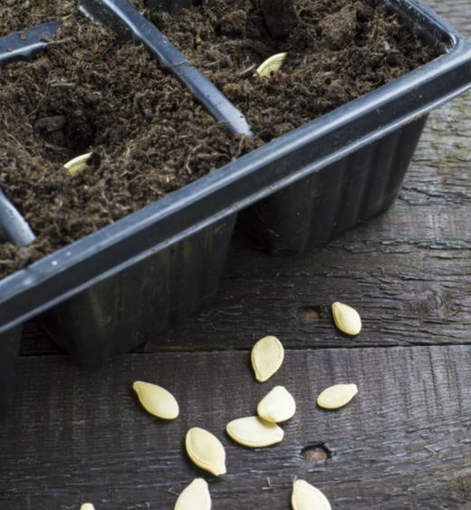 Sementes / Canteiros