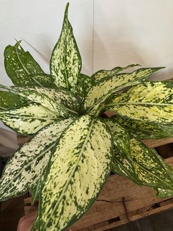 AGLAONEMA M-12