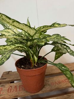 AGLAONEMA M-12
