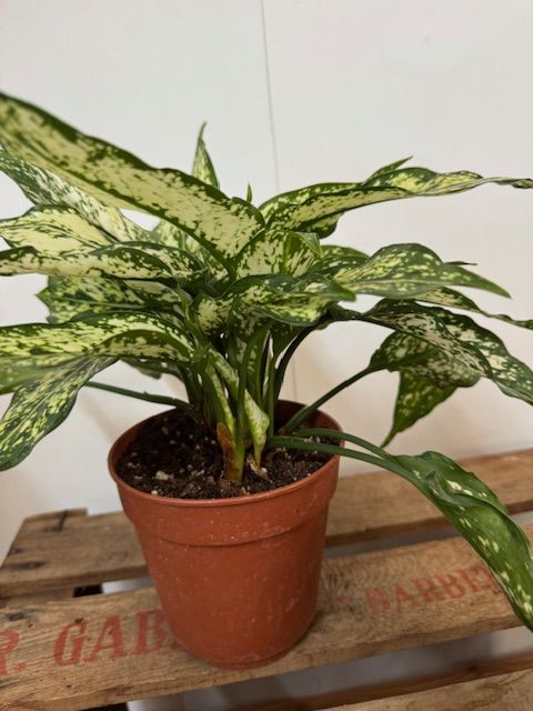 AGLAONEMA M-12