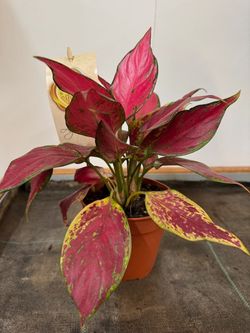 Aglaonema  Pink Ø12cm de 25 a 30 cm de altura