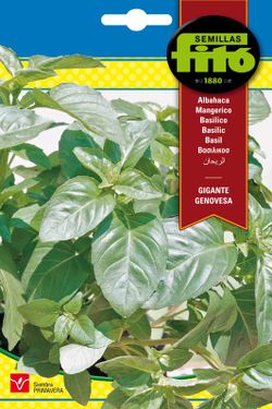Sementes de manjericão gigante genovês da marca Fito