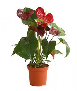 Anthurium Dacota Mediano Ø14cm  45/50cm de altura