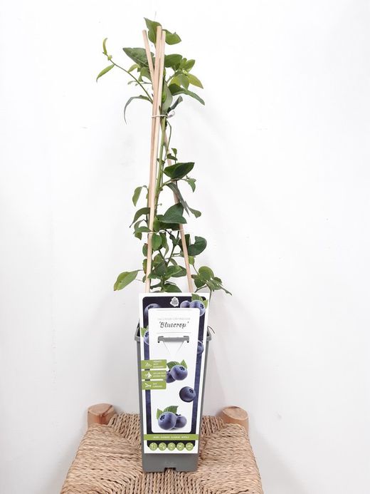 Arándano "Vaccinium corymbosum" Ø11cm 60/65cm de altura