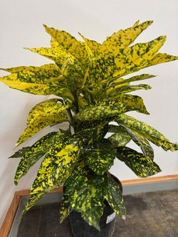 AUCUBA JAPONICA M-19