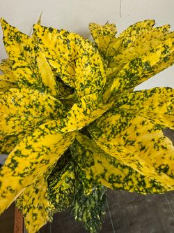 AUCUBA JAPONICA M-19