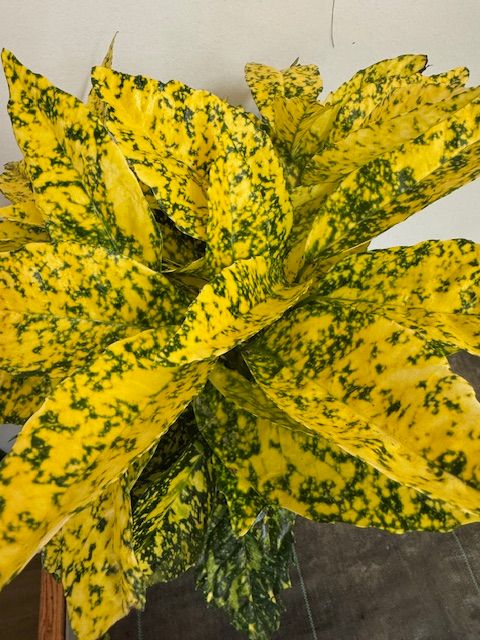 AUCUBA JAPONICA M-19