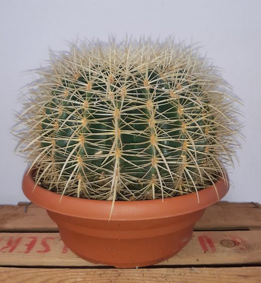 Cactus Grusonii O Asiento De Suegra "Echinocactus Grusonii" Ø22cm