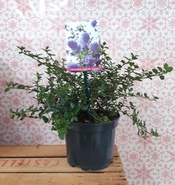 Ceanothus thyrsiflorus ou lilás californiano Ø 18 cm