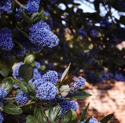 Ceanothus thyrsiflorus o Lila de California Ø18cm